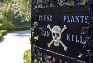 Como é o Jardim dos Venenos, que abriga mais de 100 plantas tóxicas, incluindo a mais venenosa do mundo. - BBC