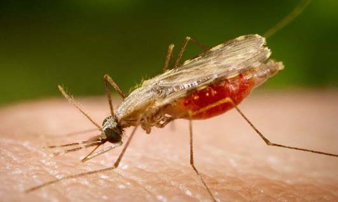 © Portal Biologia/divulgação
