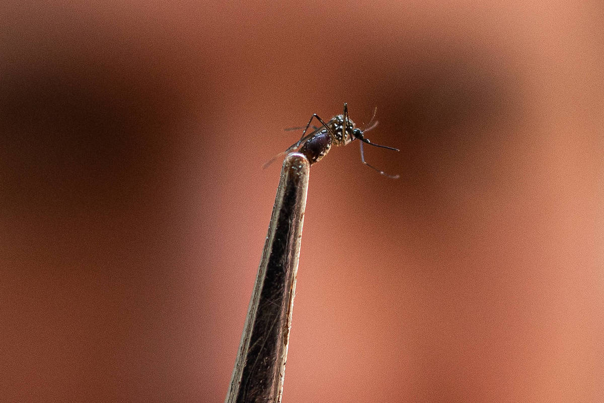 Anvisa concede aval de cinco anos para produção de mosquitos com Wolbachia no combate à dengue