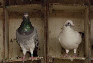 A ciência por trás do pulmão de pombo: como criadores auxiliam pesquisadores