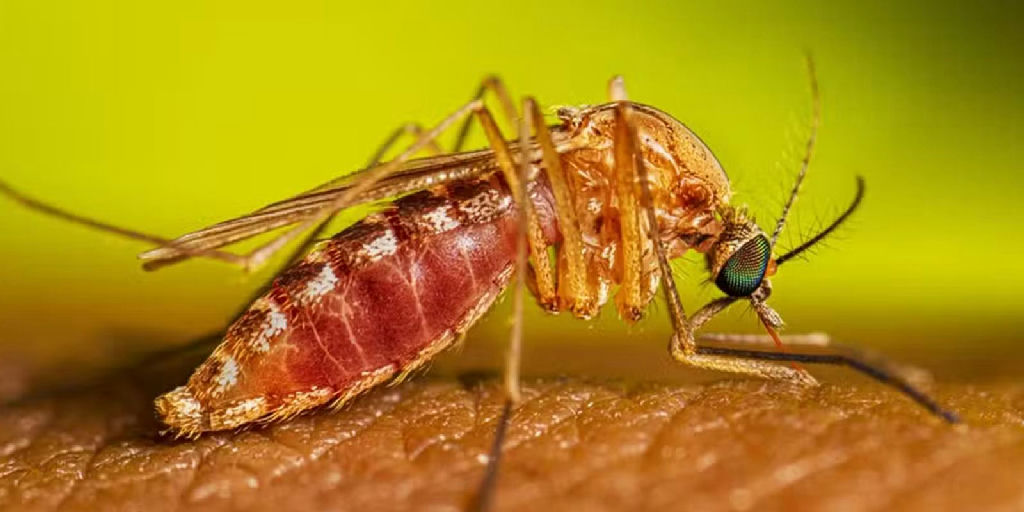 Especialistas descartam alarme com a febre do Nilo Ocidental no Brasil