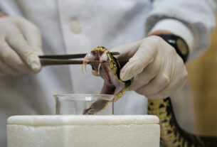 Estudo revela que picadas de cobra podem causar AVC mesmo após atendimento médico rápido