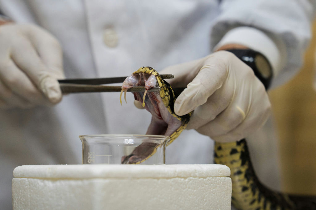 Estudo revela que picadas de cobra podem causar AVC mesmo após atendimento médico rápido