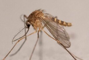 Febre do Nilo Ocidental se espalha pela Europa e gera alerta no Brasil após primeira morte
