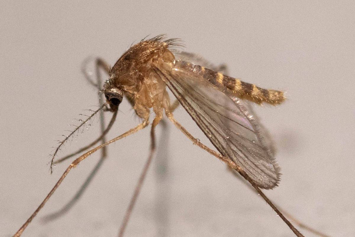 Febre do Nilo Ocidental se espalha pela Europa e gera alerta no Brasil após primeira morte