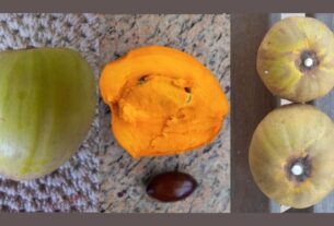 Há 40 anos no Brasil, o canistel, "fruta de ouro" com polpa cremosa e vitaminas, ainda divide paladares
