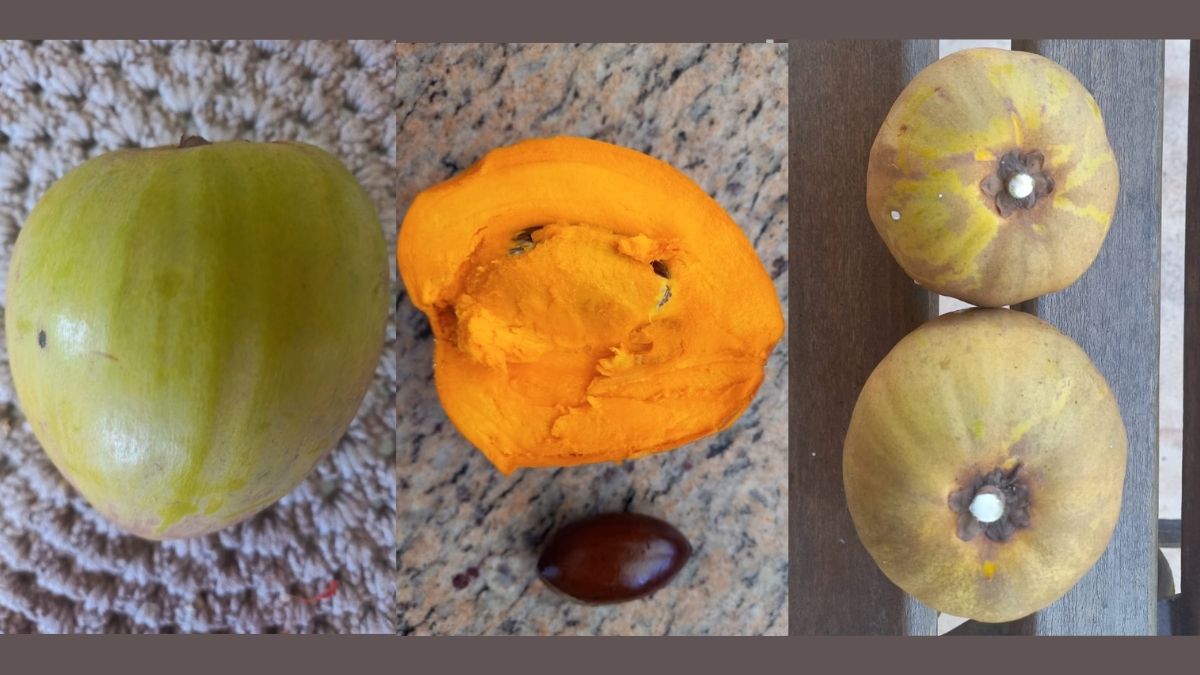 Há 40 anos no Brasil, o canistel, "fruta de ouro" com polpa cremosa e vitaminas, ainda divide paladares