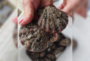 O paradoxo da vieira: por que o molusco mais valorizado de Santa Catarina está sumindo