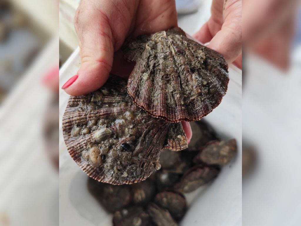 O paradoxo da vieira: por que o molusco mais valorizado de Santa Catarina está sumindo