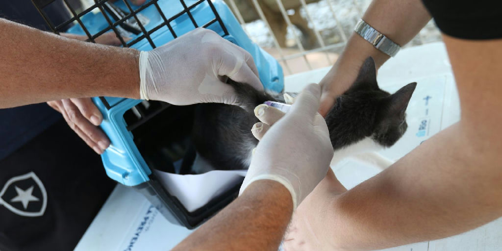 Caso de raiva em cão na Zona Oeste do Rio acende alerta para vacinação e cuidados
