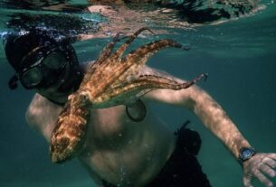 Cientistas brasileiros denunciam omissão de estudo pioneiro sobre sono de polvos em produções globais