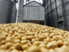 Cooperativas do agronegócio investem em industrialização da soja para mitigar riscos