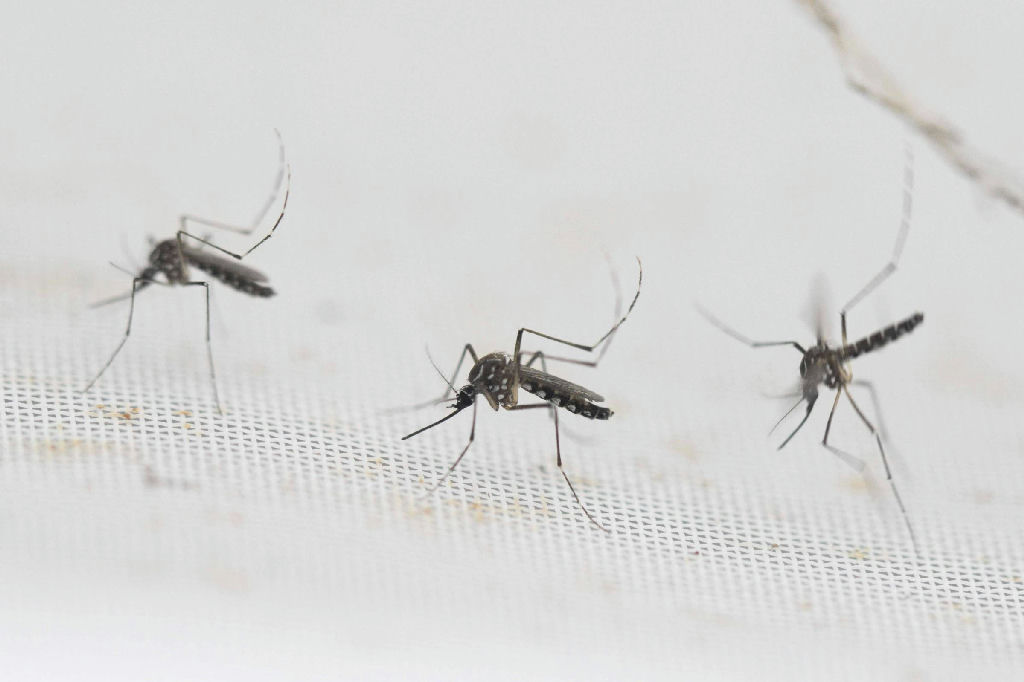 Dengue em São Paulo: 81 municípios enfrentam epidemia da doença