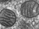 Descoberta na Texas: psilocibina previne dor intratável da quimioterapia e revela mecanismo