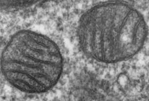 Descoberta na Texas: psilocibina previne dor intratável da quimioterapia e revela mecanismo