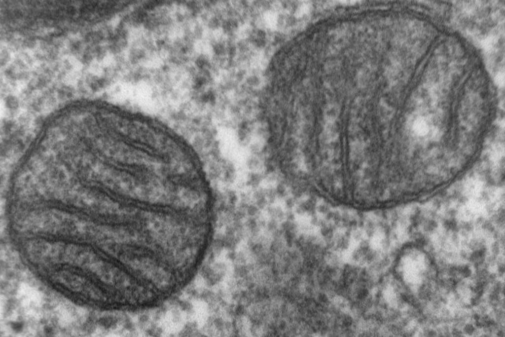 Descoberta na Texas: psilocibina previne dor intratável da quimioterapia e revela mecanismo