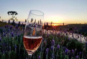 Expansão das vinícolas em Santa Catarina enfrenta desafio de custos no enoturismo