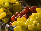 Polifenóis presentes em uva, café e chá-verde fortalecem a microbiota intestinal