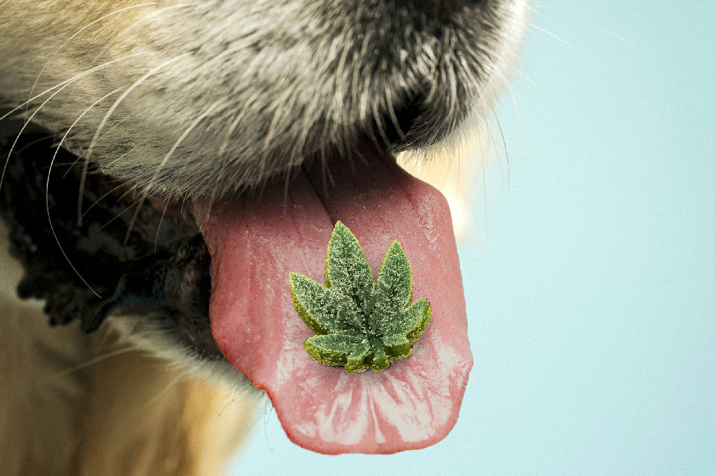 Uso de canabidiol em cães: o que a ciência diz sobre benefícios e riscos reais