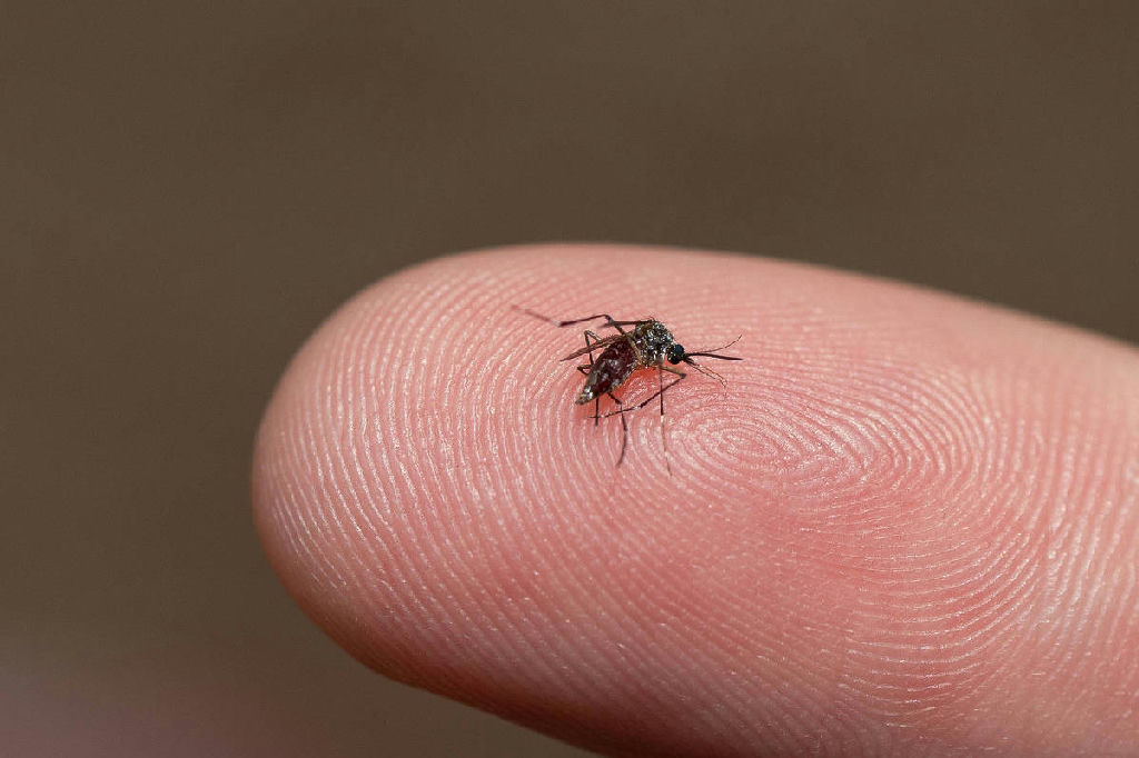 Dengue: Utis públicas recebem pacientes em estado mais grave que a rede particular, aponta estudo