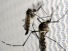 Risco de Aedes aegypti atinge metade das cidades brasileiras mesmo com queda nos casos de dengue