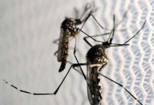 Risco de Aedes aegypti atinge metade das cidades brasileiras mesmo com queda nos casos de dengue