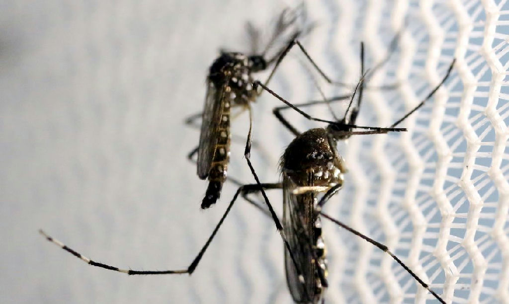 Risco de Aedes aegypti atinge metade das cidades brasileiras mesmo com queda nos casos de dengue